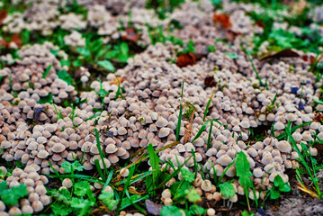 Group of small mushrooms growing on green grass, soft focus. Nature background. Close up mushroom photo