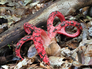 Tintenfischpilz (Clathrus archeri)