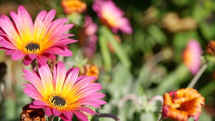 Daisy or marguerite colorful flowers, California USA. Aster or cape marigold multicolor purple violet bloom. Home gardening, american decorative ornamental houseplant, natural botanical atmosphere.