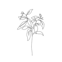 Leaves Branch Line Art Drawing. Floral Minimalist Contour Drawing. One Line llustration. Simple Plant Black Sketch Isolated on White Background. Vector EPS 10