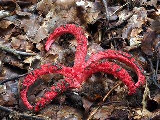 Tintenfischpilz (Clathrus archeri)