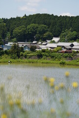 日本の田園風景
