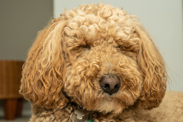 Mocha Australian Labradoodle