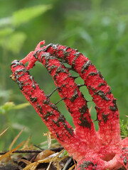 Tintenfischpilz (Clathrus archeri)