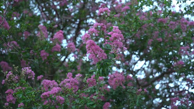 Pink jacaranda flowers moving in the wind in a Brisbane Park (Australia)