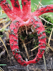 Tintenfischpilz (Clathrus archeri)