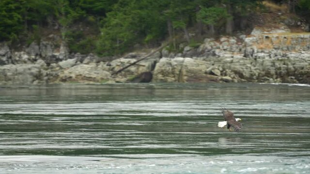 Eagle catchng fish and feeding in British Columbia Canada