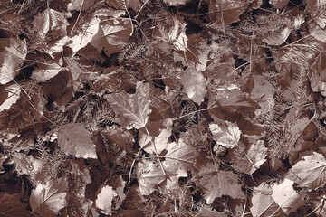 Desaturated brown, black and white scattered fall leaves background. Abstract autumn nature backdrop texture. Natural philosophy concept.