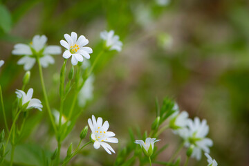 Stellaria holostea. delicate forest flowers of the chickweed, Stellaria holostea or Echte Sternmiere. floral background. white flowers on a natural green background. close-up