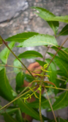 hand holding a leaf