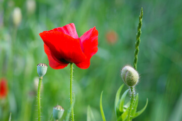 Obraz premium big beautiful red poppy in green grass. wild flower, poppy flower in daylight. aromatherapy, medicine, cosmetology. photographed in close-up. Soft focus, bokeh, blurred light green background. Europe