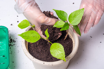 A woman transplants a flower into a new pot with fertile peat soil. Female hands in gloves.