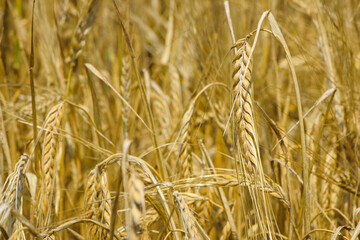 golden spikelets of wheat in the field close up. Ripe large golden ears of wheat against the yellow background of the field. Close-up, nature. The idea of a rich summer harvest, farming