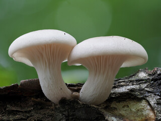 Pilze im Eifelwald