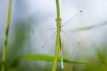 Coenagrion pulchellum. a dragonfly hiding behind the grass. small blue dragonfly on a field plant. big green eyes. autumn or summer background. small predator. macro nature, insect close-up.