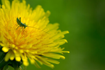 green grasshopper insect on a dandelion flower for design and wallpaper. Tettigonioidea. yellow wild flower and green grasshopper. macro nature. natural background. close-up