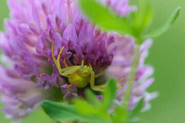 Misumena vatia. Spider on red-clover flower. blooming meadow flower and yellow spider. on a green background. small predator on the hunt. macro nature. close-up