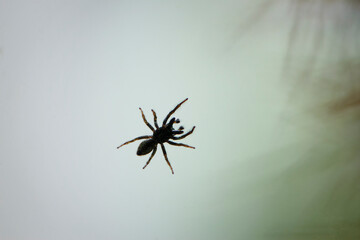Small spider on a window pane against a light sky background. tiny spider insect. isolated on light. predator on the hunt. macro photo. spider bottom view