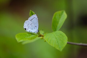 little blue butterfly sits on a green leaf. A bright blue butterfly sits on a tree branch on a...