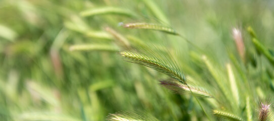 green grass of spikelet on selective focus natural background, nature background