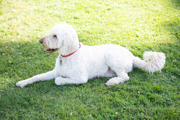 south russian sheepdog ovcharka. white dog in red collar. pet relax outdoor in summer park.