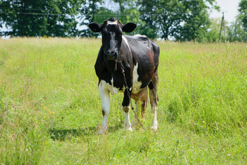 cow. Dairy cow in the pasture. black young cow, stands on green grass. spring day. milk farm. home animal. cattle. the cow is grazing in the meadow. close-up. black and white animal in green grass