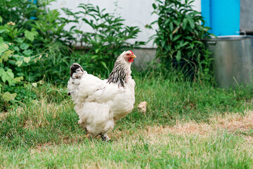 Mother hen with chicks walks in the green yard in the village. Soft selective focus.