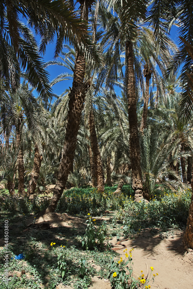 Wall mural Oasis close Najran, Asir region, Saudi Arabia