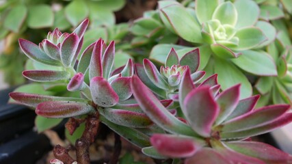 Succulent plants collection, gardening in California, USA. Home garden design, diversity of various botanical hen and chicks. Assorted mix of decorative ornamental echeveria houseplants, floriculture.
