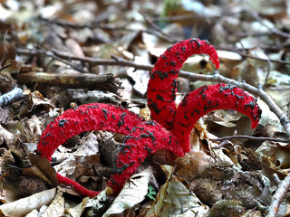 Tintenfischpilz (Clathrus archeri)