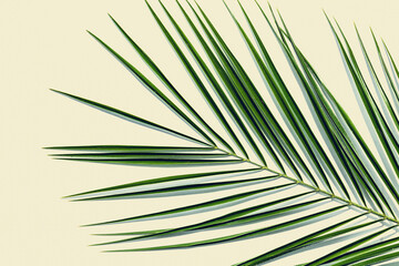Palm leaf on yellow background with copy-space