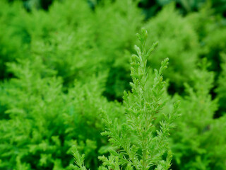 Green tropical grass texture for natural background image.