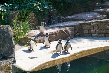 group of penguins standing by the water in the enclosure