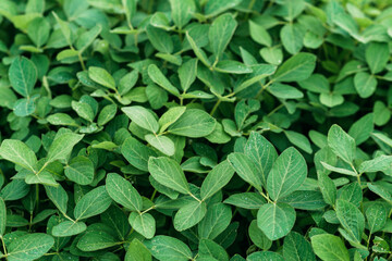 Robust soybean leaves on the field. Green background agriculture. Soft selective focus.