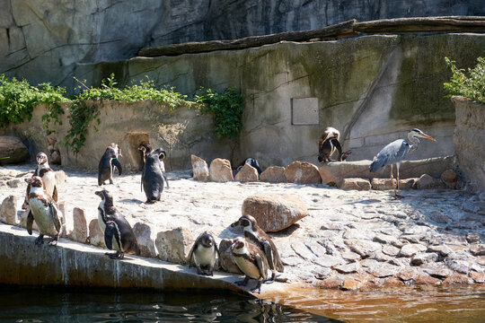 group of penguins standing by the water in the enclosure