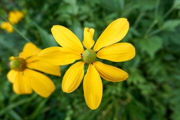 close up of yellow flowers