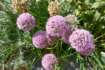 purple violet flowers Allium giganteum