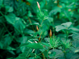Small growing flowers presented with green leaves plant on garden field.
