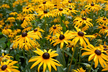 close up of many coneflower flowers 