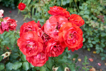 close up of red roses