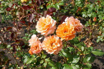 close up of beautiful orange roses