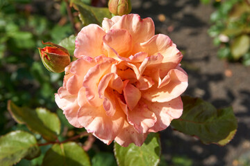 close up of an orange rose