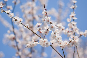 apricot tree flowers