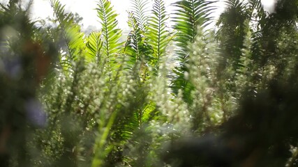 Fototapeta premium Cycad fern leaves in forest, California USA. Green fresh juicy natural botanical leafage. Encephalartos or zamiaceae dioon palm lush foliage. Tropical jungle rainforest woods atmosphere garden design.