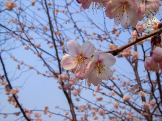 Blue sky and white pink cherry blossoms in spring.