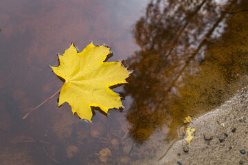 golden yellow maple leaf swimming in red-brown water in the magical forest