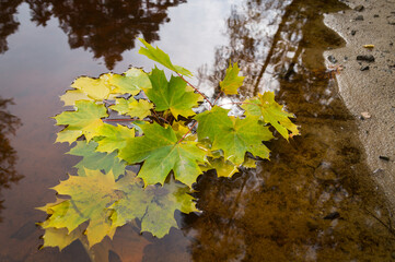 reflection of the magical autumn light and maple leaves swim in the red-brown water