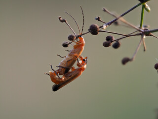 Rotgelber Weichkäfer (Rhagonycha fulva)