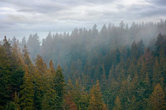 coniferous forest on a foggy day. green nature background with autumnal grey sky. mysterious atmosphere © Pellinni