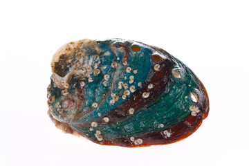 Abalone shellfish on a white background